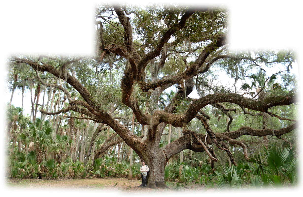 789_big-tree.jpg