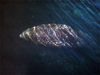 A manatee seen from the boat